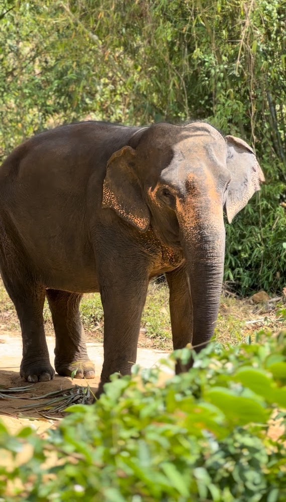 Plai Ming the elephant at Phuket Elephant Park